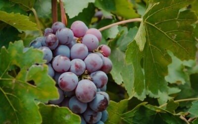 Tipos de Uvas Utilizadas en la Elaboración del Vino