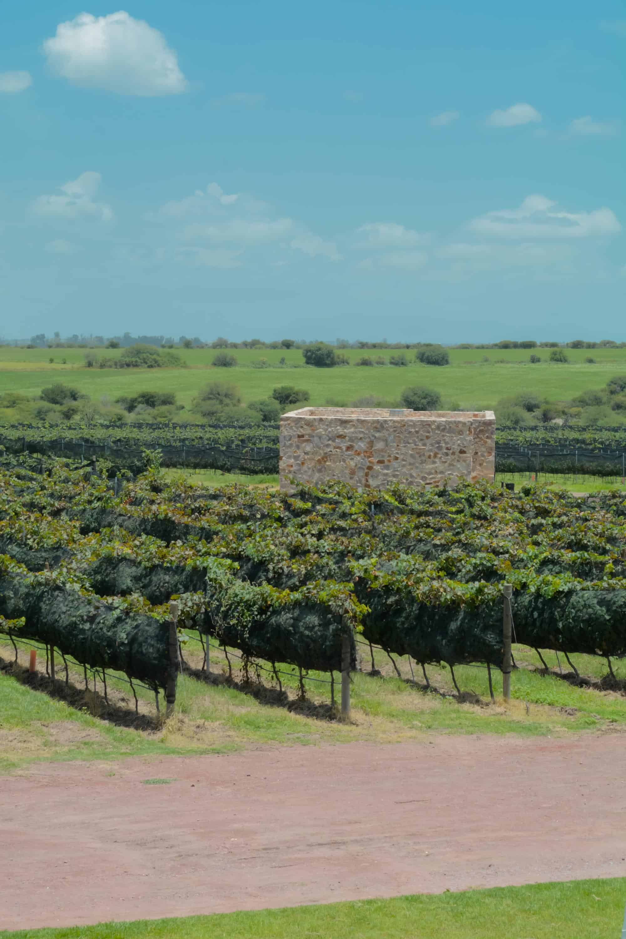 vinedo tres raices vertical 113